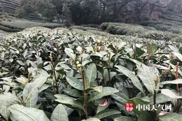 周末浙江将开启晴暖模式 杭州下周或正式入春