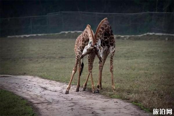重庆乐和乐都年卡多少钱 附年卡办理答疑