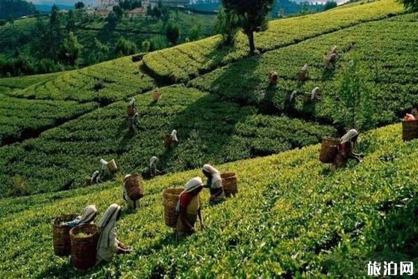 斯里兰卡包车游旅游路线推荐+行程安排