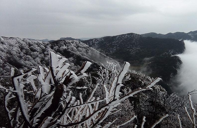 重庆金佛山小雪节气现雾凇奇观 一起来观赏吧