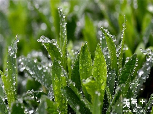今年白露是什么时候，白露是什么意思