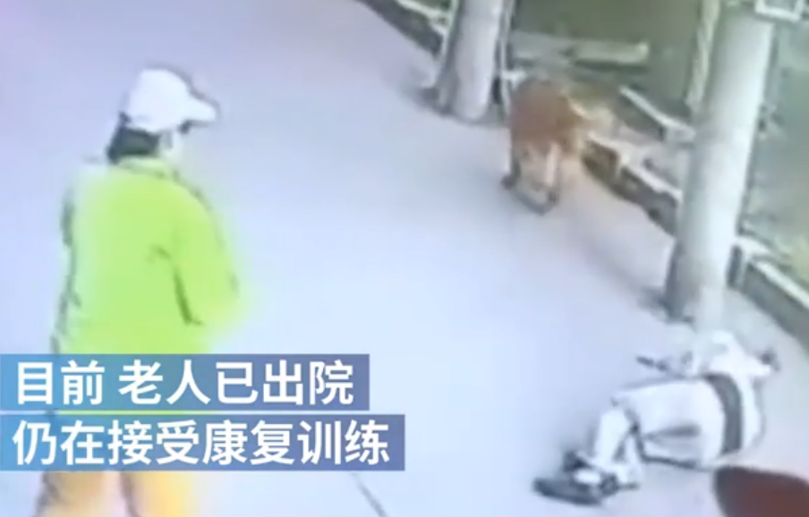 遛狗老人被高空坠猫砸晕