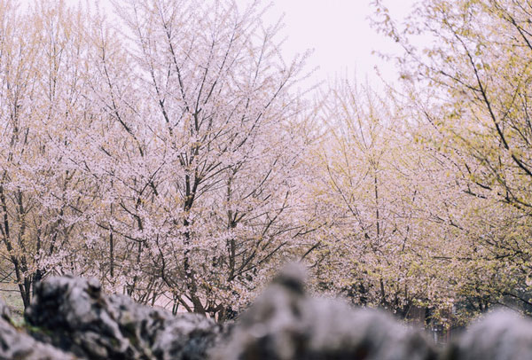 南山植物园樱花开了吗 南山植物园游玩攻略