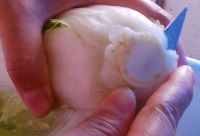 素炒白菜的做法步骤1
