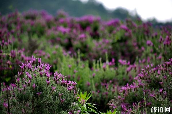 连云港薰衣草园好玩不 连云港薰衣草园门票多少钱