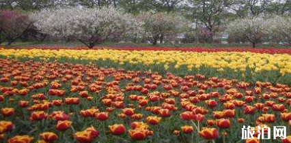 南京哪些地方可以赏花
