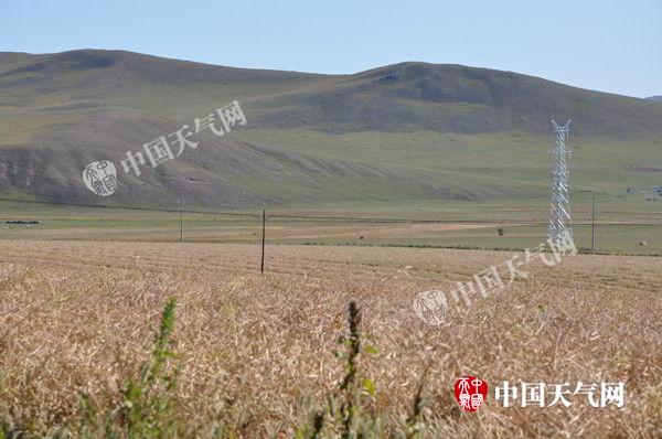 内蒙古牧区大面积干旱致火险等级较高