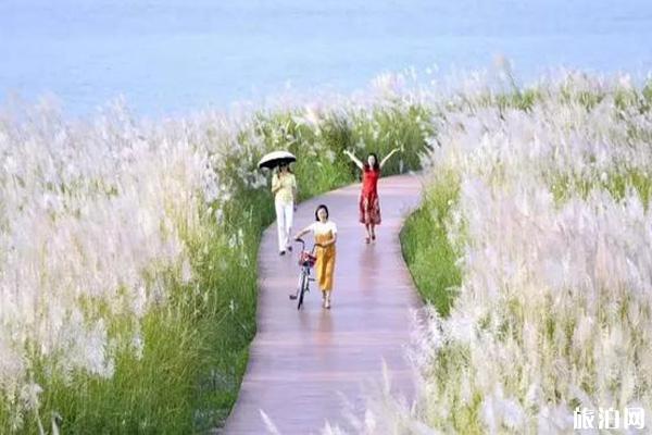 成都周边哪里芦苇漂亮+门票+交通