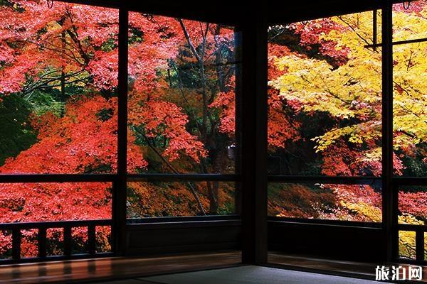 2019日本京都赏枫叶景点推荐+最佳时间