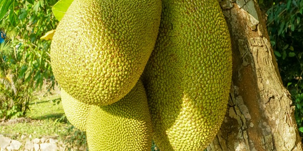 菠萝蜜怎么剥皮 菠萝蜜剥皮小窍门