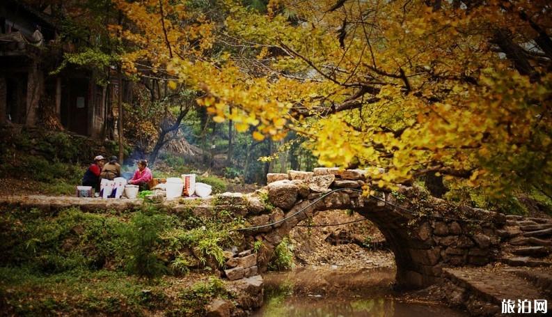 2019贵州妥乐银杏村门票价格+景点介绍 2019贵州妥乐银杏村门票价格+景点介绍