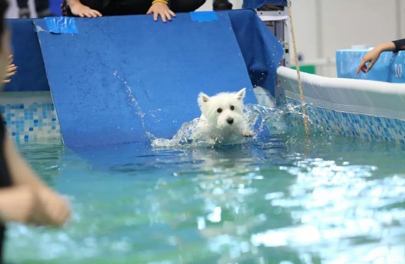 2019亚宠展CKU犬趣味运动赛时间+地点+参赛要求 2019亚宠展CKU犬趣味运动赛时间+地点+参赛要求