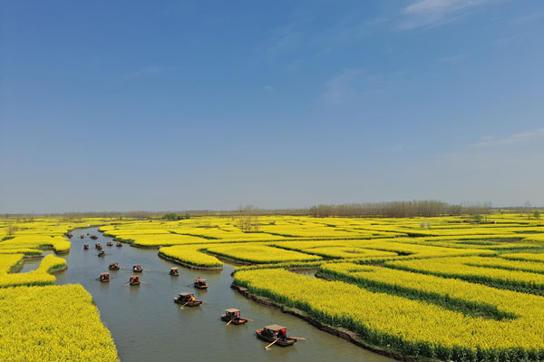 2019兴化油菜花什么时候开 兴化油菜花景点在哪里