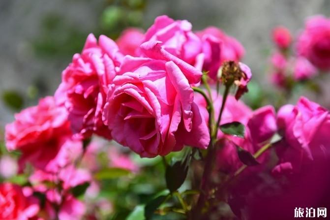 四姑娘山旅游攻略2019