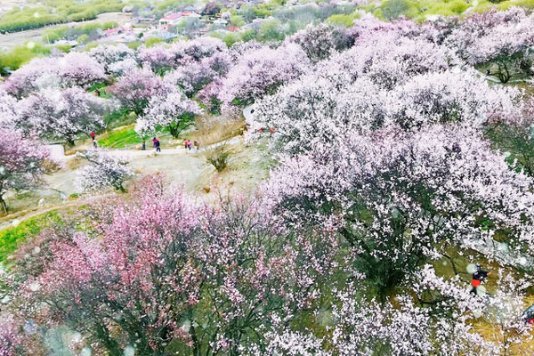 林芝赏花去哪儿好 林芝赏桃花最佳地点
