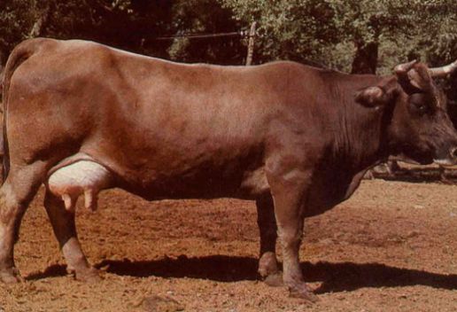 新疆塔城知名特产有哪些 适合带回家的塔城特产推荐