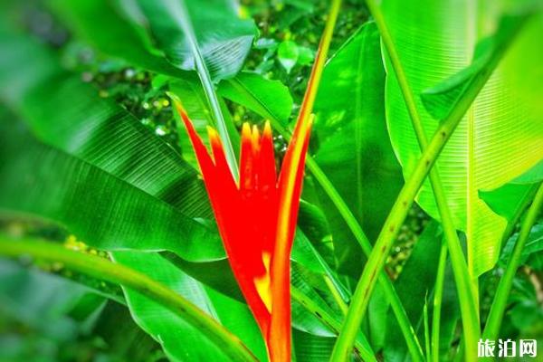 兴隆热带植物园好玩吗 兴隆热带植物园游玩攻略