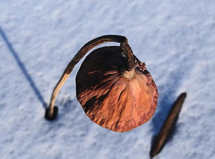 冰雪残荷：冬日松花江上的独特北国风光 唯美独特