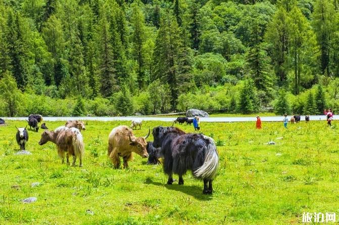 四姑娘山旅游攻略2019