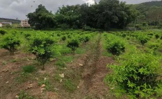 今年四川等地的干旱严重 柑橘柚子等水果产量大减