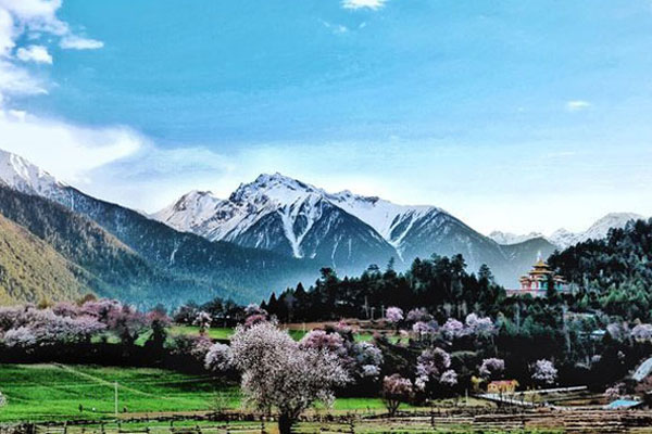 林芝赏花去哪儿好 林芝赏桃花最佳地点