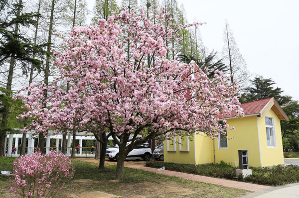 国内哪些地方有樱花 国内赏樱花的地方
