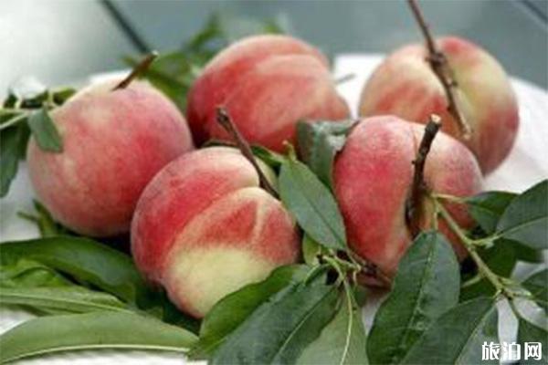 黄河涯第十届万亩桃园采摘节 桃园怎么去 黄河涯第十届万亩桃园采摘节 桃园怎么去