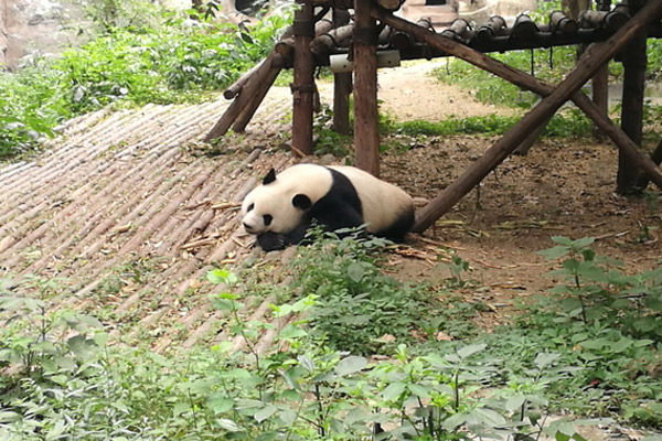 成都旅游景点 成都旅游景点推荐