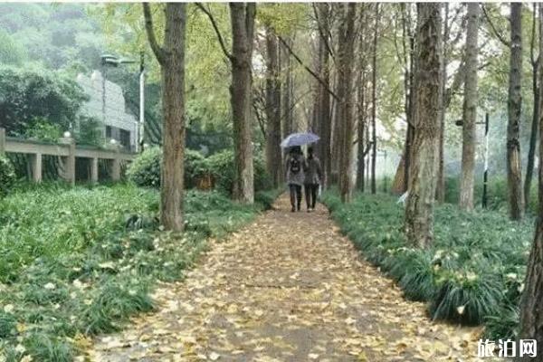 杭州落叶不扫街道整理
