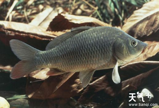 天津武清知名特产有哪些？