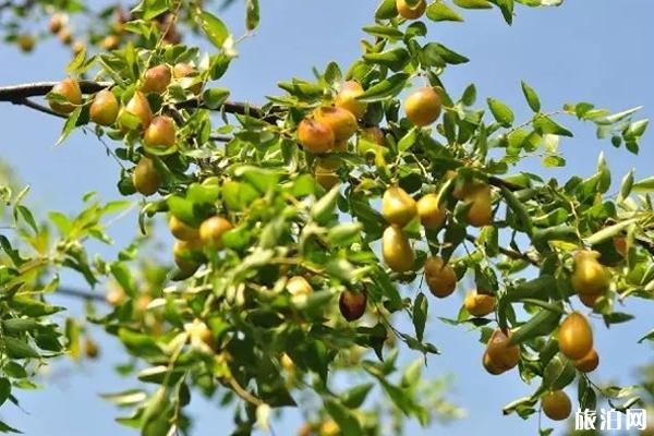 2019年苏州三山岛马眼枣文化采摘节活动攻略 2019年苏州三山岛马眼枣文化采摘节活动攻略