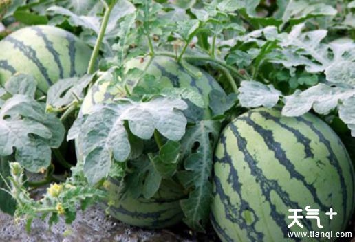 天津武清知名特产有哪些？