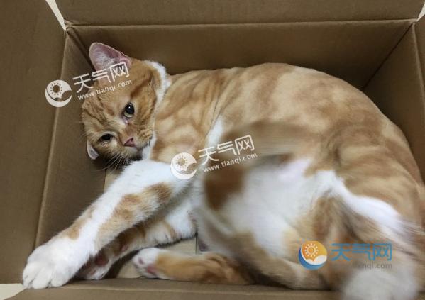 人类现有环境易致肥胖的原因是什么？为什么人类环境易致肥胖？