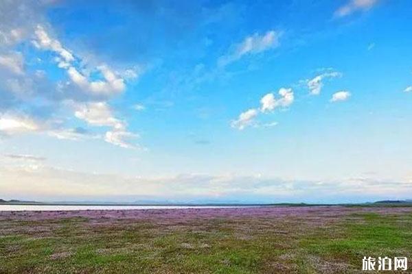 2019鄱阳湖蓼子花什么时间开花 鄱阳湖蓼子花海具体位置整理