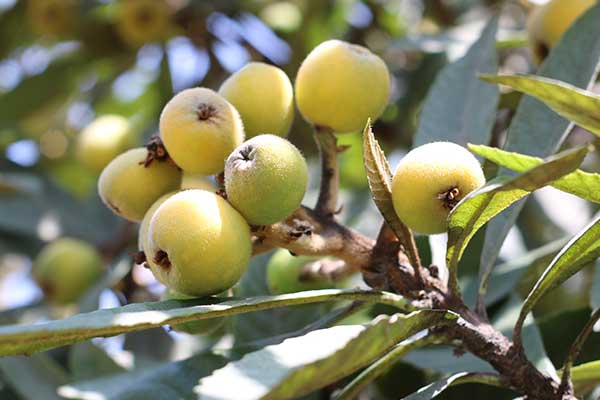 重庆摘枇杷地方推荐 重庆摘枇杷地方好去处