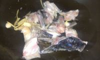 酸菜鱼头汤的做法步骤5