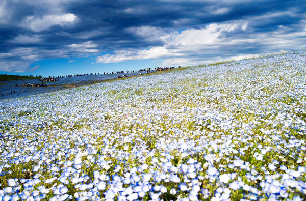 日立海滨公园在哪里 东京日立海滨公园花期