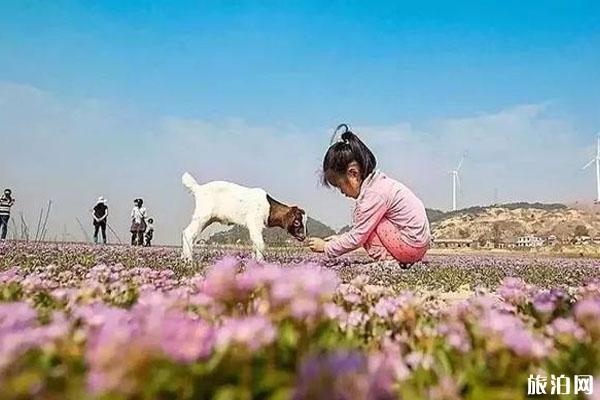 2019鄱阳湖蓼子花什么时间开花 鄱阳湖蓼子花海具体位置整理