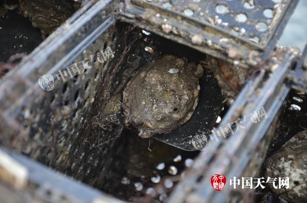 福建大风最多的地方如何每年养出10亿粒鲍鱼？