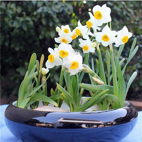 水仙花怎么养 水仙花的养殖方法