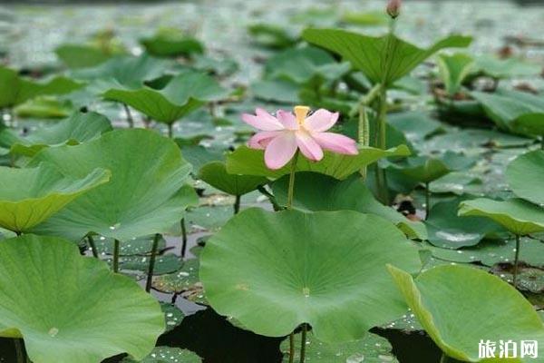 2019年9月2日起沈阳世博园临时关闭+攻略信息