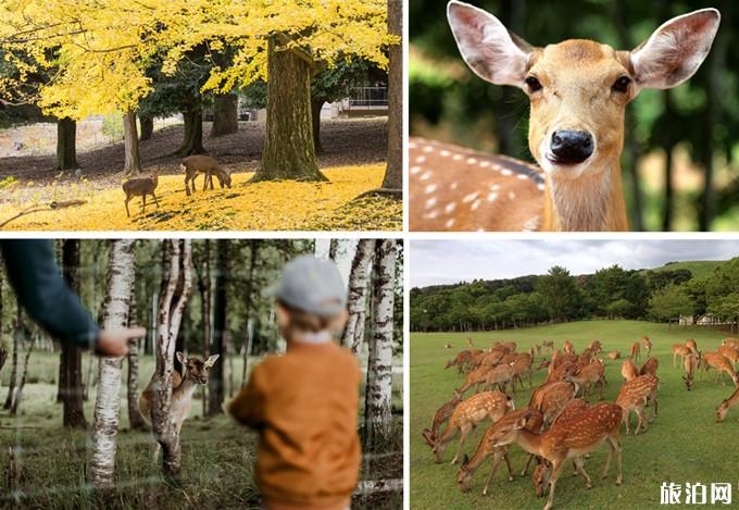日本自由行攻略 如何玩转奈良 日本自由行攻略 如何玩转奈良