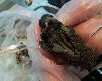 泡发海参的做法步骤2