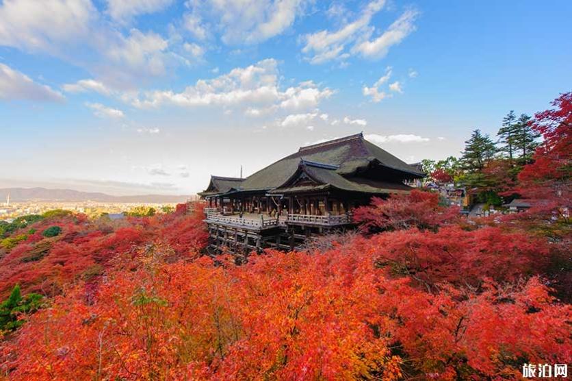 日本秋季赏枫叶时间 2019日本京都京+大阪都赏枫叶最佳地点时间