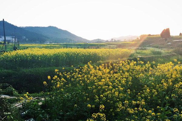 婺源三日游攻略 婺源三日游路线安排
