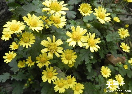 青春痘怎么快速消除？消除青春痘的方法