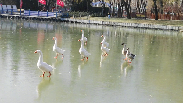 京城北风吹优能见度 下周持续干冷难见初雪