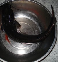 鲶鱼茄子豆腐煲的做法步骤1