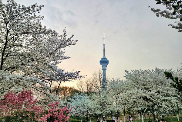 2019北京玉渊潭樱花开了吗 2019玉渊潭樱花几月开