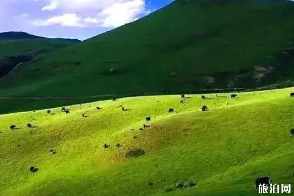 陇南草原旅游景点推荐